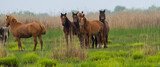 Fototapeta Konie - 
Wild horses in the Danube Delta, Romania