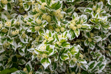 The Contrasting White And Green Leaves Of Variegated Euonymus Fortunei, With Clusters Of Creamy Globular Flowers