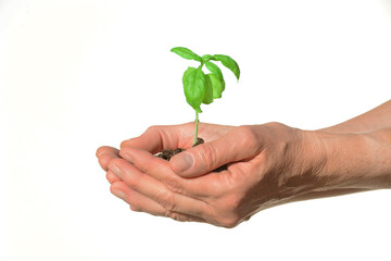 Hands Holding A Small Basil Plant with a White Background