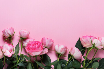Fotomurales - Pink English roses on the pink background