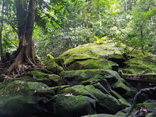 Moss Growing On Rocks In Forest