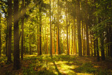 Fototapeta Las - Beautiful green forest with sunbeams coming through trees background