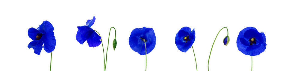 blue grass isolated on white
