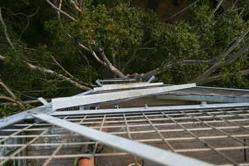 Gloucester Tree, 58m high, second tallest fire lookout,  Pemberton, Western Australia