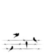 Birds On Wire Vector, Wall Decor, Birds Silhouettes. Minimalist poster design. Birds on Barbed wire illustration. Wall Art Decor, Wall Decals isolated on white background 
