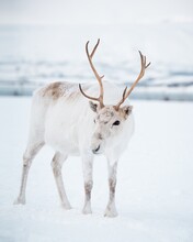 White Deer Standing On Snow Covered Land