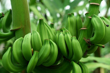 Close-up Of Bananas