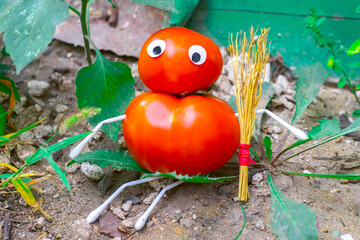 Funny figure from tomatoes in the garden