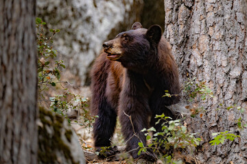 wild bear next to a tree in yosemite, national parc, california