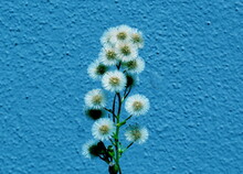 Close-up Of Blue Flowering Plant