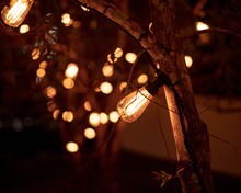 Close-up Of Illuminated Light Bulb Hanging On Tree Trunk