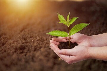 Canvas Print - Agriculture.