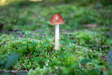 Amanita Fulva (tawny Grisette) Mushroom Growing In Moss