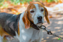 Estonian Hound Dog Outdoor Portrait At Cloudy Day. Front View.