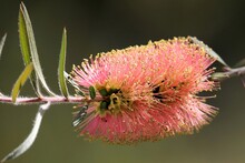 Bottlebrush (Callistemon) 'Pink Champagne' Flower, South Australia
