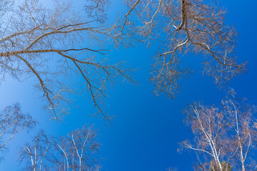 Wall Mural - The tops of birches and poplar trees on the blue sky background. Autumn tree branches without leaves against a clear blue sky.