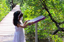 An Asian Little Girl Standing And Reading Information About Tree While Traveling To The Mangrove Forest.