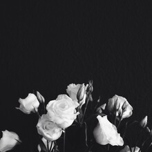 White Roses Against Black