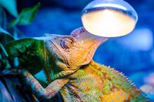 Close-up Of Illuminated Light Over Bearded Dragon