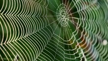 Full Frame Shot Of Spider Web