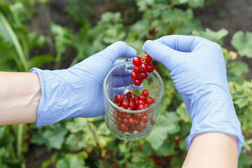 Gathering red currant in the garden in sunny summer day.