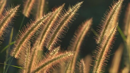 Wall Mural - close up of pink reeds grass flower against morning sunlight rim light background.