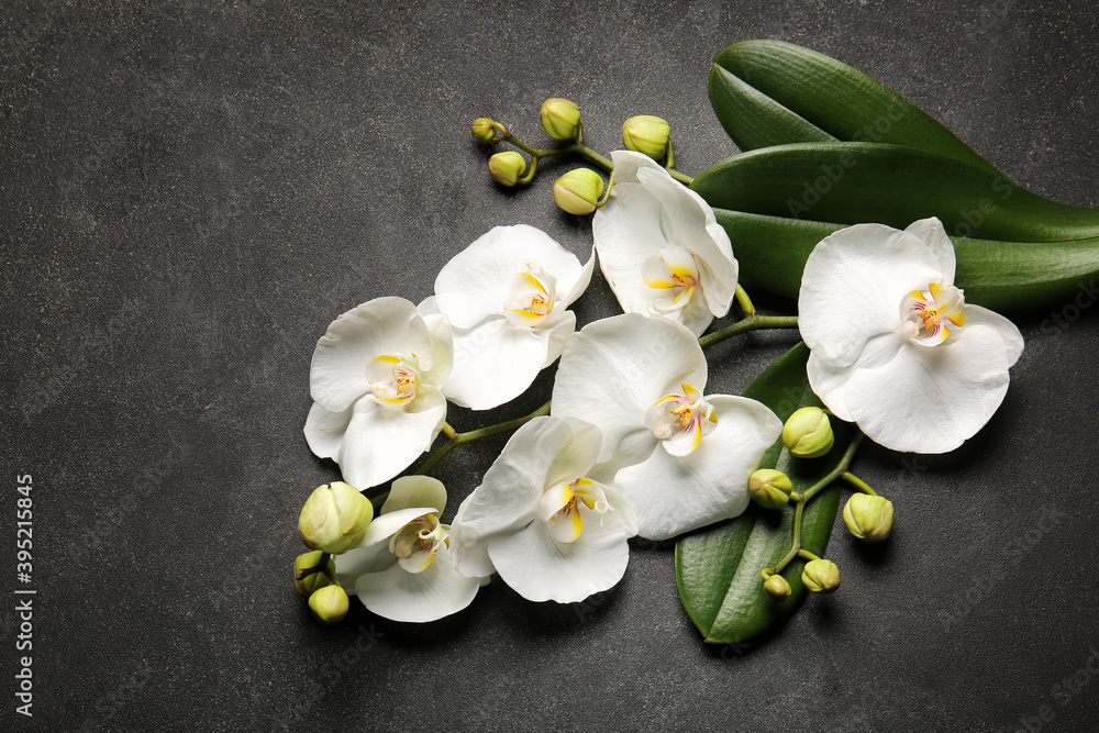 Beautiful orchid flowers and leaves on dark background