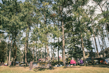 camp under a pine forest at Mon Son view point Doi Pha Hom Pok National Park, Doi Ang Khang, a natural landmark and popular natural attractions in Thailand.