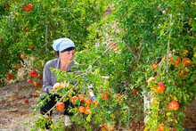 Skilled Female Gardener Gathering Crop Of Ripe Pomegranate Fruits In Orchard. Harvest Time