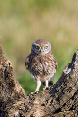 Poster - The little owl (Athene noctua) sitting on the stump. A small owl with yellow eyes sits low to the ground on a tree stump.