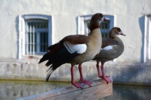 Close-up Of Egyptian Geese Perching On Wood Against Building