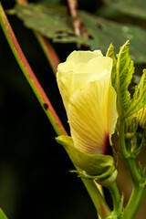 Canvas Print - Okra flowers that have not yet bloomed