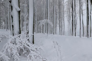 Poster - Winter in the beech forest. Winter beautiful snow forest hiking mountains tree. European winter forest.