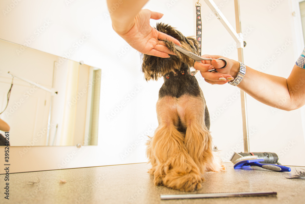 Making your dog glamour and stylish in grooming salon - obrazy, fototapety, plakaty 