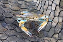 Blue Crab Caught In The Net, Gulf Of Mexico