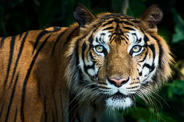 the tiger looked at me, his eyes looked at me with interest.