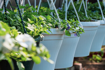 flowers in pots