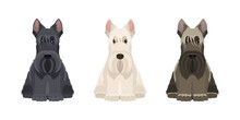 Portraits Of Three Scottish Terriers In Different Colors Isolated On White Background. Vector Dogs Collection For Your Design. Black, White And Brown
