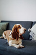 adorable, animal, apartment, background, basset hound, basset hound breed, basset hound dog, basset hound puppy, breed, brown, canine, celebrate, companion dog, copy space, couch, couch interior, cozy