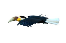 Wreathed Hornbill Flying Isolated On White Background