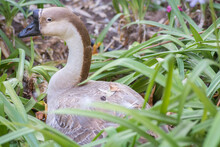 Portrait Of A Swan Goose (Anser Cygnoides), Also Known As A Chinese Goose