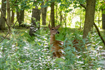 Poster - White-tailed deer , hind on pasture