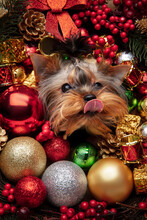 Funny Yorkshire Terrier Puppy Posing. Cute Black Doggy Or Pet With Christmas And New Year Decoration, Toys. Studio Photoshot. Concept Of Holidays, Festive Time, Winter Mood. Looks Happy, Delighted