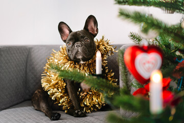 Wall Mural - French bulldog by christmas tree at home