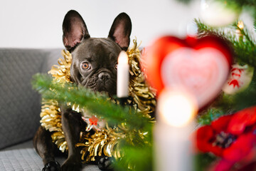 Wall Mural - French bulldog puppy sitting by christmas tree