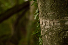 1997 Carved Date Tree Trunk In The Forest