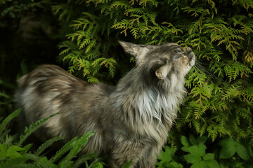 portrait of a Maine Coon cat in close-up on a background of green summer plants