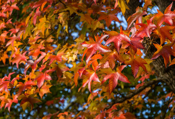 Wall Mural - Close-up of red autumn leaf of Liquidambar styraciflua, commonly called American sweetgum (Amber tree) on blue sky background. Amber tree twig in autumn garden. Nature concept for design