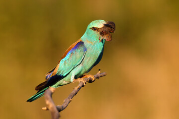 Wall Mural - The European roller (Coracias garrulus) with a mouse in its beak.Beautiful blue bird with prey in its beak in golden light.