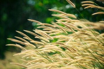 Wall Mural - reeds grass with beautiful bokeh